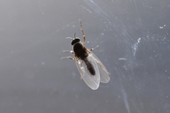 Austrosimulium