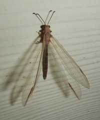 Distoleon bistrigatus