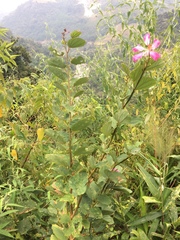 Bauhinia