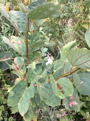 Bauhinia