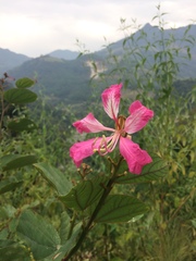 Bauhinia