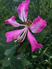 Bauhinia