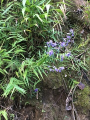 Angiospermae