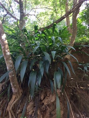 Angiospermae
