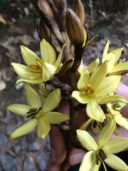 Angiospermae