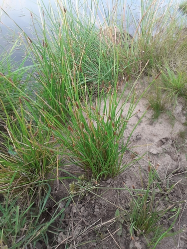Image of Eleocharis montana by (c) Juan Manuel Barreneche, some rights reserved (CC BY-SA)