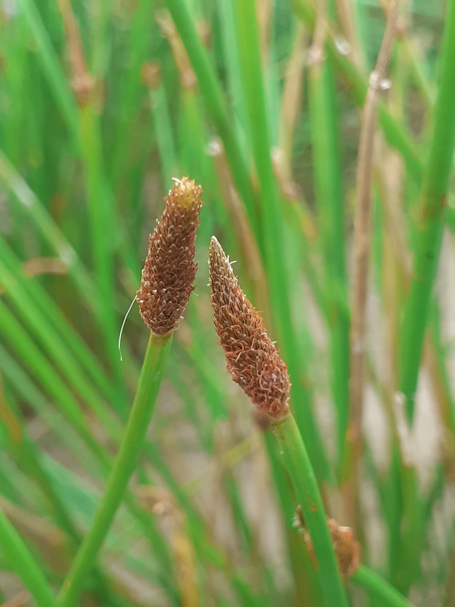 Eleocharis montana