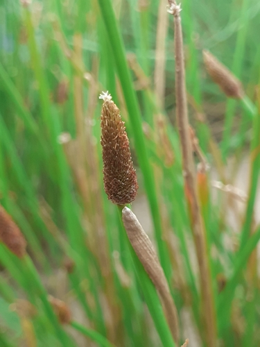 Eleocharis montana, photograph 5