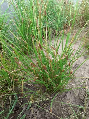 Image of Eleocharis montana by (c) Juan Manuel Barreneche, some rights reserved (CC BY-SA)