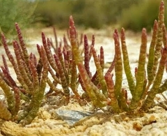 Microcnemum coralloides