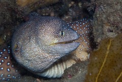 Gymnothorax nudivomer