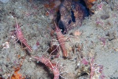 Rhynchocinetes durbanensis