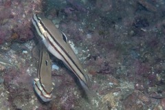 Valenciennea helsdingenii