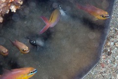 Pateobatis jenkinsii