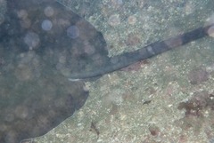 Pateobatis jenkinsii