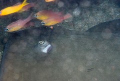 Pateobatis jenkinsii