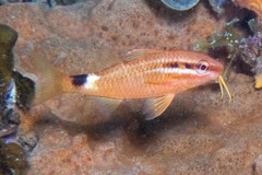 Parupeneus