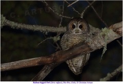 Strix rufipes