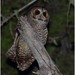 Rufous-legged Owl - Photo (c) Christian Artuso, some rights reserved (CC BY-NC-ND), uploaded by Christian Artuso