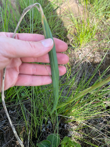 Moraea spathulata, photograph 4