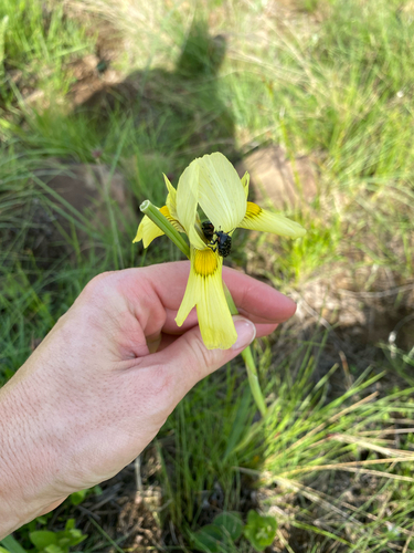Large Yellow Moraea (Moraea spathulata)