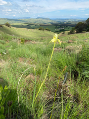 Moraea spathulata, photograph (c) Sunčana Bradley, some rights reserved (CC BY)