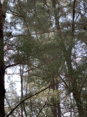 Tracheophyta