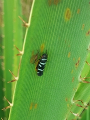 Balacha melanocephala
