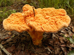 Laetiporus baudonii