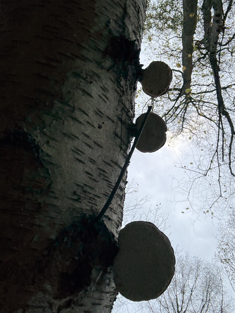 Fomitopsis betulina · November 2025 · photo: © cjoynson (iNaturalist, cc0)