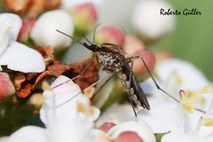 Aedes albifasciatus