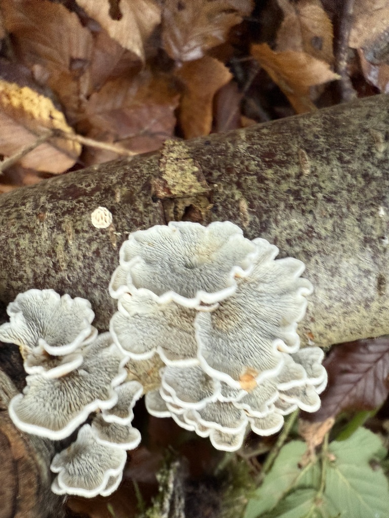 Plicatura crispa · November 2025 · photo: © cjoynson (iNaturalist, cc0)