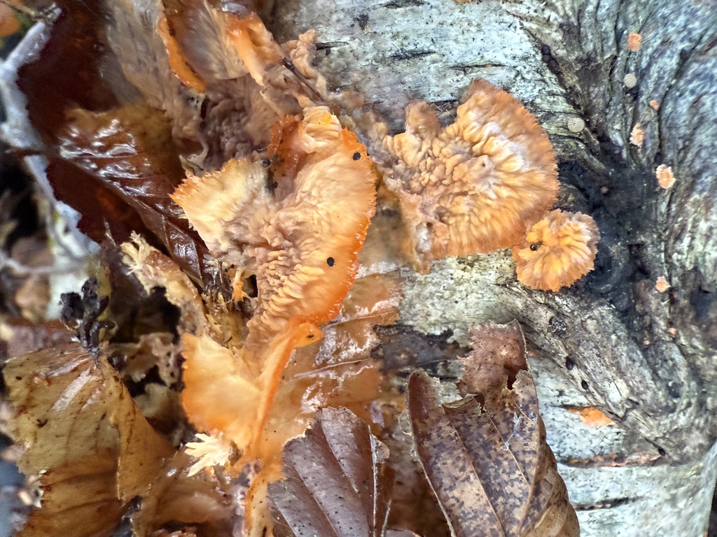 Phlebia radiata · November 2025 · photo: © cjoynson (iNaturalist, cc0)