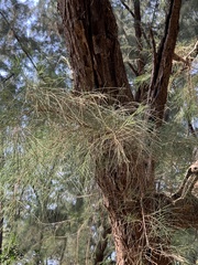 Tracheophyta