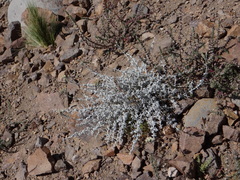 Artemisia mendozana