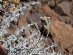 Artemisia mendozana
