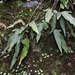 Pyrrosia matsudai - Photo (c) mitrastemon, alguns direitos reservados (CC BY-NC), uploaded by mitrastemon