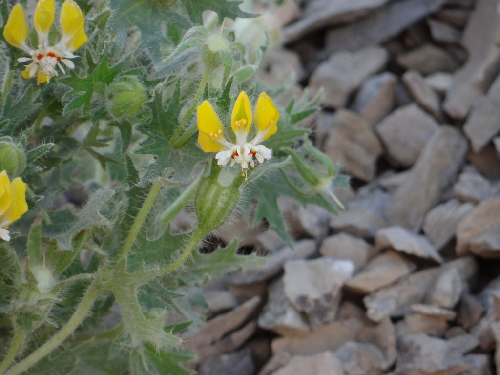 Loasa mendocina (Loasa mendocina)