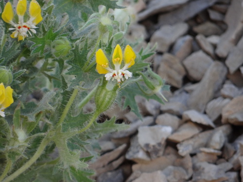 Loasa mendocina (Loasa mendocina)