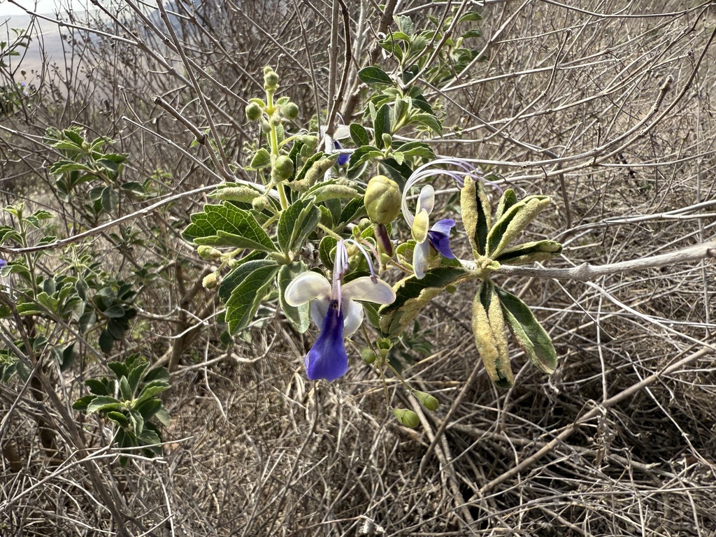 Rotheca myricoides, Ngorongoro Conservation Area, Ngorongoro, TZ