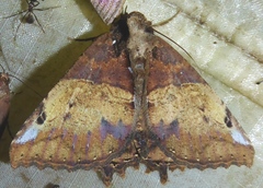 Daddala brevicauda