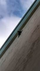 Psittacara chloropterus