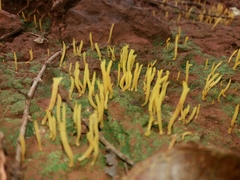 Sulzbacheromyces