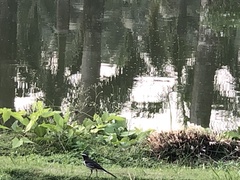 Motacilla maderaspatensis