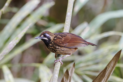 Black-throated Wren-Babbler (Turdinus atrigularis), photo 3