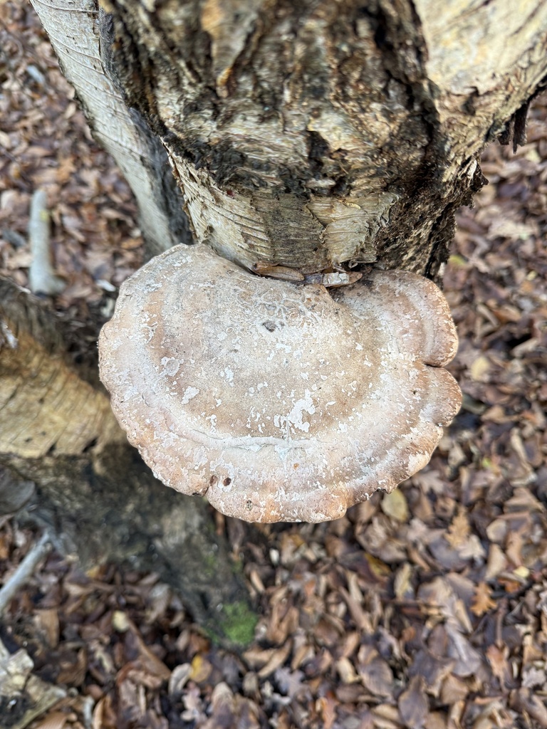 Fomitopsis betulina · November 2025 · photo: © cjoynson (iNaturalist, cc0)
