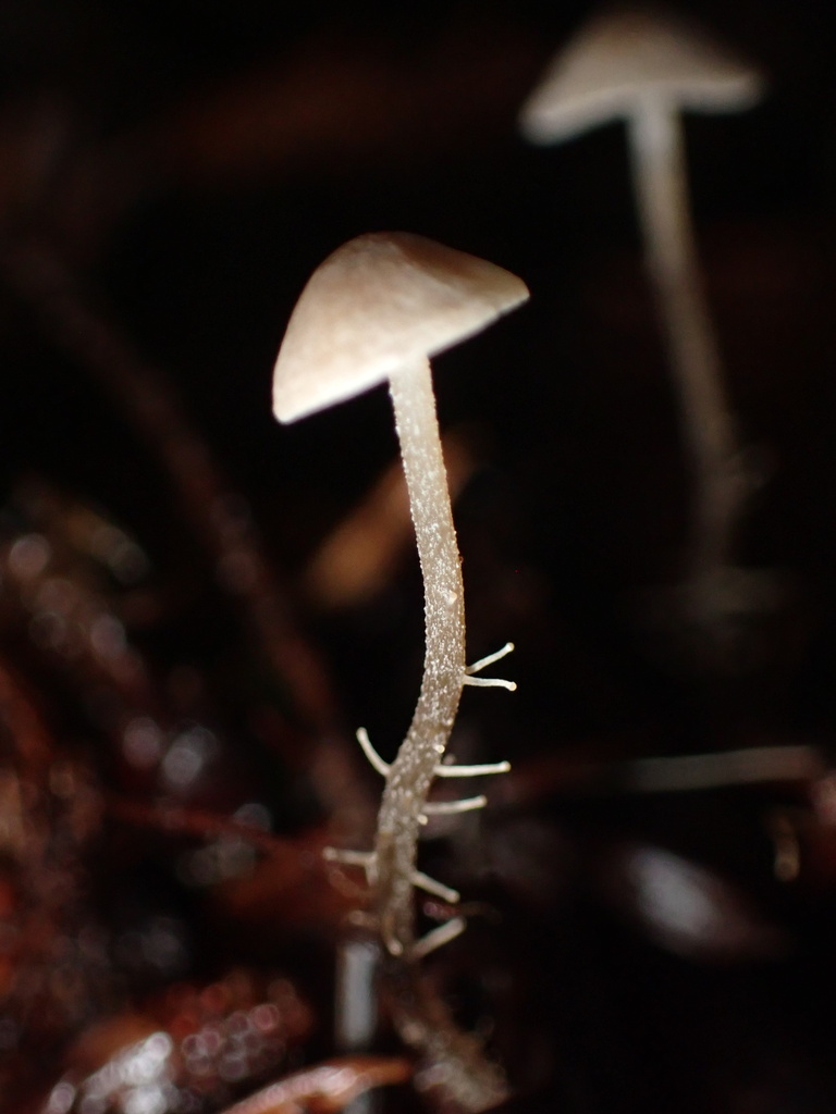 Dendrocollybia racemosa · November 2025 · photo: © chilipossum (iNaturalist, cc-by)