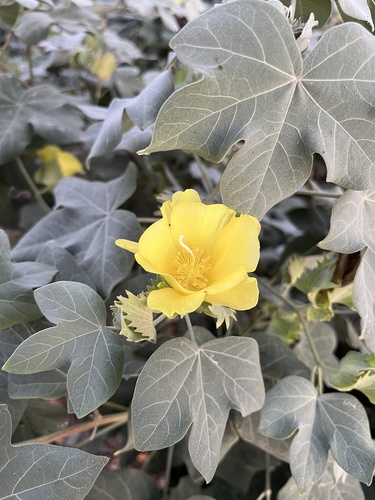 Gossypium tomentosum observed 2025-11-27
