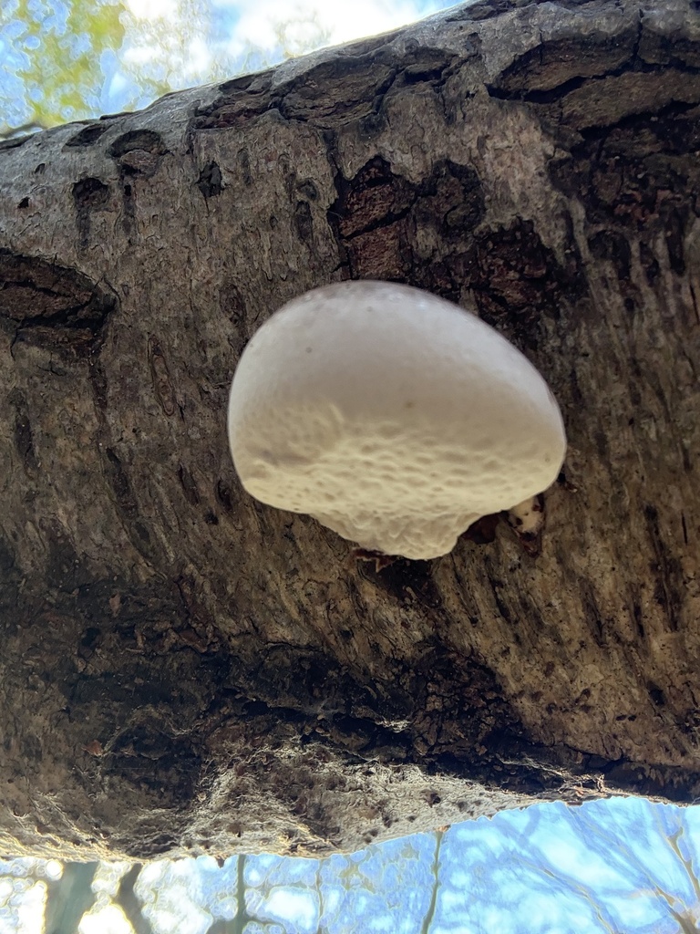Fomitopsis betulina · November 2025 · photo: © cjoynson (iNaturalist, cc0)