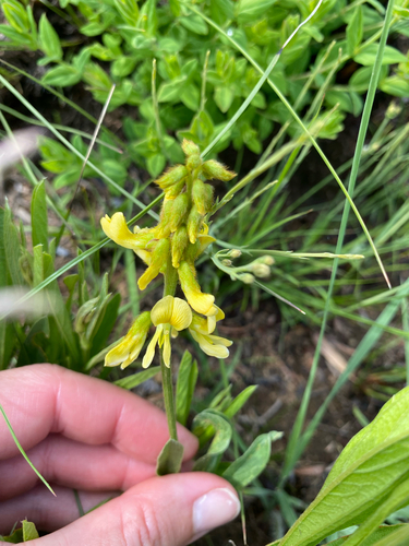 Pale Eriosema (Eriosema kraussianum)